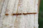 Sirex  geant (Urocerus gigas)  trace du passage de la tari&egrave;re, photo 1