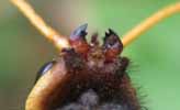 Sirex geant (Urocerus gigas), detail des mandibules.