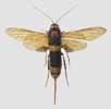 Sirex geant (Urocerus gigas) femelle &eacute;tal&eacute;e, pour collection