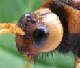 Sirex geant (Urocerus gigas) detail de la t&ecirc;te.