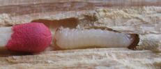 Sirex géant (Urocerus gigas), larve "in situ", photo 2.