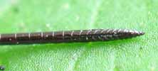 Sirex geant (Urocerus gigas), detail de l'extremité de la vrille, photo 2.