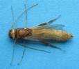 Sirex géant (Urocerus gigas), mâle venant d'éclore.