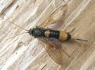 Sirex géant (Urocerus gigas), adulte femelle, photo 3.