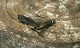 Sirex géant (Urocerus gigas), accouplement.