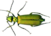 Lytta vesicatoria (Mouche d'Espagne ou Mouche de Milan)