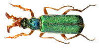 Cerocoma schreberi