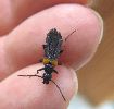 couple de Sitaris muralis