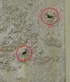 Sitaris des murailles (Sitaris muralis), détail des orifices des 2 "nids".