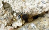 Sitaris des murailles (Sitaris muralis), adultes à l'entrée  de la cavité N°2