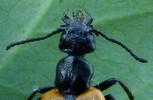 Sitaris des murailles (Sitaris muralis),  mise en évidence des mandibules.