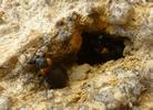 Sitaris des murailles (Sitaris muralis), trio d'adultes à l'entrée  de la cavité N°1, photo 2