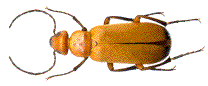 Zonitis flava