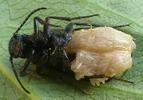 Sitaris des murailles (Sitaris muralis),  dissection d'une femelle montrant la ponte, photo 1.