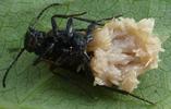 Sitaris des murailles (Sitaris muralis),  dissection d'une femelle montrant la ponte, photo 2.
