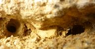 Sitaris des murailles (Sitaris muralis),  intérieur de la 2e cavité, photo 1.