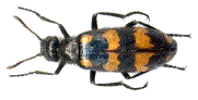 Zonabris variabilis