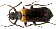 Sitaris des murailles (Sitaris muralis)