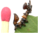 jeune chenille de Stauropus fagi