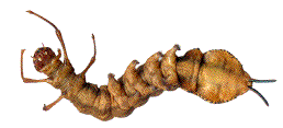 chenille de Stauropus fagi vue ventrale