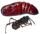 chrysalide et mue nymphale de Stauropus fagi