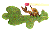 Stauropus fagi: exemple de jeune chenille