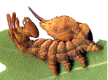 Stauropus fagi: exemple de chenille à terme