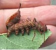 chenille de Stauropus fagi à mi-développement