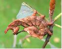 chenille de Stauropus fagi à mi-développement