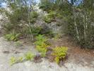 Le terril minier d'Abbaretz (44), fougères.