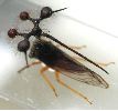 Bocydium globulare