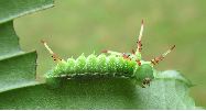 Aglia tau, chenille juvénile (gros plan)