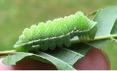 Aglia tau (ou Hachette): chenille au dernier stade (photo 4)