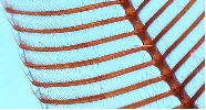 Aglia tau: antennes du mâle (détail)