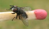 Némate du saule (Nematus pavidus), mouche tachinaire parasite, photo 1.