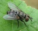 Némate du saule (Nematus pavidus), mouche tachinaire parasite, photo 2