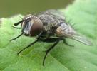 Némate du saule (Nematus pavidus), mouche tachinaire parasite, photo 3.