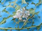 Némate du saule (Pteropus salicis),  feuille transformée en "dentelle", détail.