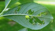 Némate du saule (Pteropus salicis),  jeunes larves en action, photo 1.