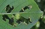 Némate du saule (Pteropus salicis),  jeunes larves en action, photo 2.