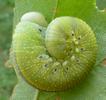 fausse chenille de Tenthrède (Cimbex sp.)