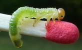Tenthrède du rosier (Arge pagana)  larves à mi  développement, photo 1