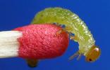 Tenthrède du rosier (Arge pagana)  larves à mi  développement, photo 2.