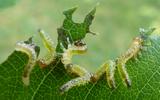 Tenthrède du rosier (Arge pagana)  larves naissantes détails, photo 2.