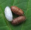 fausses chenilles de tenthr&egrave;des sur bouleau: cocons.