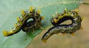 Tenthrède (Croesus latipes) = mouche à scie = fausse chenille: larves à terme, photo 2.