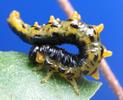Tenthrède (Croesus latipes) = mouche à scie = fausse chenille: larves à terme, photo 3.