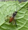Tenthrède (Croesus latipes) = mouche à scie = fausse chenille: adulte, photo 2.