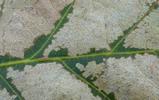 Tenthrède limace (Caliroa annulipes), feuille de chêne rongée, détail,  photo 1.