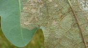 Tenthrède limace (Caliroa annulipes), feuille de chêne rongée, détail,  photo 3.